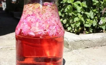 Kako napraviti sirup od ruže: Đulbe-šećerka, mirisna i ukusna kraljica zdravlja Kako napraviti sirup od ruže: Đulbe-šećerka, mirisna i ukusna kraljica zdravlja
