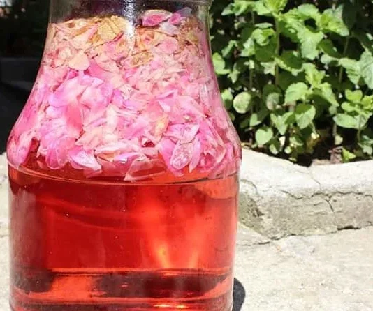 Kako napraviti sirup od ruže: Đulbe-šećerka, mirisna i ukusna kraljica zdravlja Kako napraviti sirup od ruže: Đulbe-šećerka, mirisna i ukusna kraljica zdravlja