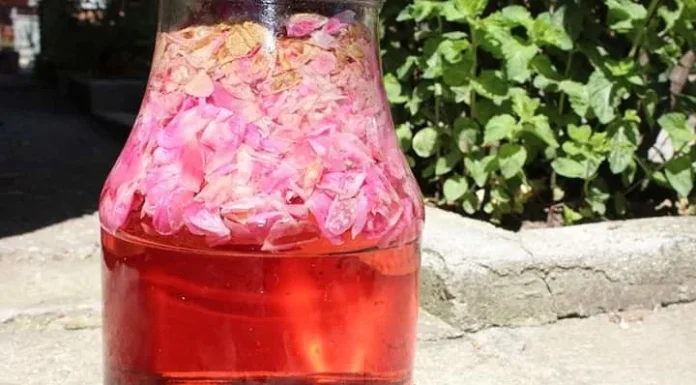 Kako napraviti sirup od ruže: Đulbe-šećerka, mirisna i ukusna kraljica zdravlja Kako napraviti sirup od ruže: Đulbe-šećerka, mirisna i ukusna kraljica zdravlja