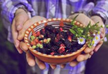 Kao deca smo ovo voće jeli direktno s drveta dok smo se igrali napolju, danas je zaboravljeno: Puno vitamina, minerala, antioksidanasa, čuva srce, kožu i stomak Kao deca smo ovo voće jeli direktno s drveta dok smo se igrali napolju, danas je zaboravljeno: Puno vitamina, minerala, antioksidanasa, čuva srce, kožu i stomak
