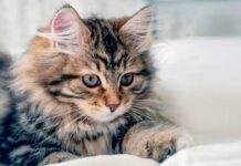 Mačka je pravi lek za čoveka: 7 bolesti koje samo ona može da izleči! Mačka je pravi lek za čoveka: 7 bolesti koje samo ona može da izleči!
