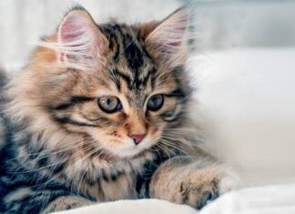 Mačka je pravi lek za čoveka: 7 bolesti koje samo ona može da izleči! Mačka je pravi lek za čoveka: 7 bolesti koje samo ona može da izleči!