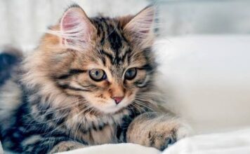Mačka je pravi lek za čoveka: 7 bolesti koje samo ona može da izleči! Mačka je pravi lek za čoveka: 7 bolesti koje samo ona može da izleči!