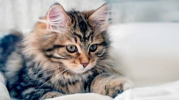 Mačka je pravi lek za čoveka: 7 bolesti koje samo ona može da izleči! Mačka je pravi lek za čoveka: 7 bolesti koje samo ona može da izleči!