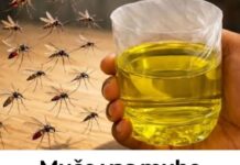 Muče vas muhe, komarci i insekti? Evo trika koji ih uklanja bez da potrošite ijednu marku! Muče vas muhe, komarci i insekti? Evo trika koji ih uklanja bez da potrošite ijednu marku!