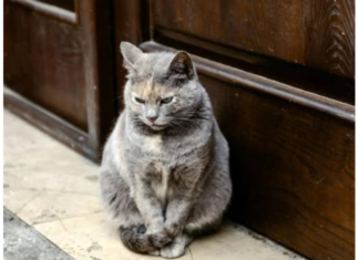 Ne smijete da je tjerate: Kada vam mačka dođe na kućni prag, čućete ovakve vijesti! Ne smijete da je tjerate: Kada vam mačka dođe na kućni prag, čućete ovakve vijesti!