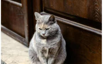 Ne smijete da je tjerate: Kada vam mačka dođe na kućni prag, čućete ovakve vijesti! Ne smijete da je tjerate: Kada vam mačka dođe na kućni prag, čućete ovakve vijesti!