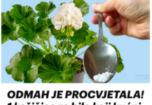 ODMAH JE PROCVJETALA! 1 kašičica za bilo koji kućni cvijet i bujno cvjetanje je zagarantovano! ODMAH JE PROCVJETALA! 1 kašičica za bilo koji kućni cvijet i bujno cvjetanje je zagarantovano!