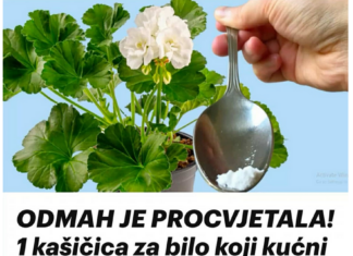ODMAH JE PROCVJETALA! 1 kašičica za bilo koji kućni cvijet i bujno cvjetanje je zagarantovano! ODMAH JE PROCVJETALA! 1 kašičica za bilo koji kućni cvijet i bujno cvjetanje je zagarantovano!