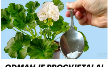 ODMAH JE PROCVJETALA! 1 kašičica za bilo koji kućni cvijet i bujno cvjetanje je zagarantovano! ODMAH JE PROCVJETALA! 1 kašičica za bilo koji kućni cvijet i bujno cvjetanje je zagarantovano!