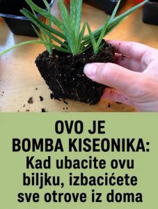 OVO JE BOMBA KISEONIKA: Kad ubacite ovu biljku, izbacićete sve otrove iz doma OVO JE BOMBA KISEONIKA: Kad ubacite ovu biljku, izbacićete sve otrove iz doma