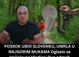Poznati zmijolovac otkrio šta da uradite ako vas ujede zmija: Ovako prepoznajte otrovnicu od bezopasne vrste Poznati zmijolovac otkrio šta da uradite ako vas ujede zmija: Ovako prepoznajte otrovnicu od bezopasne vrste
