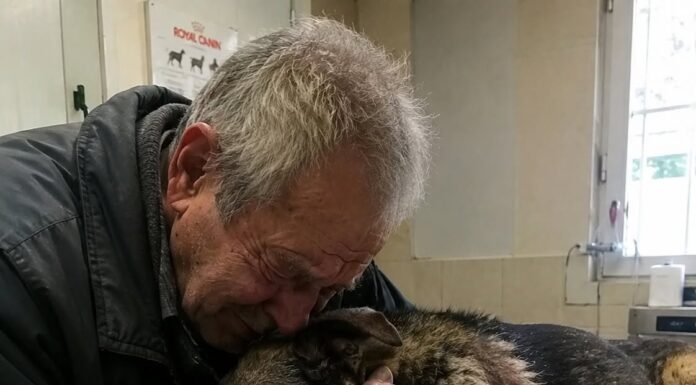 Starac je doveo svog psa da ga uspavaju jer nije mogao platiti liječenje… Ali veterinar je učinio nešto zbog čega su svi u klinici završili u suzama Starac je doveo svog psa da ga uspavaju jer nije mogao platiti liječenje… Ali veterinar je učinio nešto zbog čega su svi u klinici završili u suzama