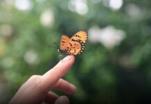 Staro verovanje: Znate li šta znači kada LEPTIR sleti na vas? Staro verovanje: Znate li šta znači kada LEPTIR sleti na vas?