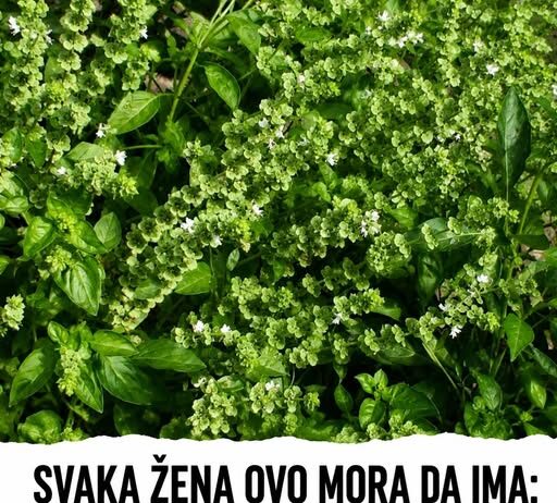SVAKA ŽENA OVO MORA DA IMA: Ovo je biljka koja ČUVA kuću od zla i garantuje sretan BRAK i NOVAC… SVAKA ŽENA OVO MORA DA IMA: Ovo je biljka koja ČUVA kuću od zla i garantuje sretan BRAK i NOVAC…