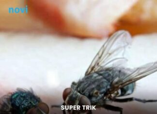 Trik protiv muha koji koriste mesari: Okačite ovo na ulaz i zaboravite na zujanje u kuhinji Trik protiv muha koji koriste mesari: Okačite ovo na ulaz i zaboravite na zujanje u kuhinji