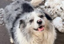 U Kini ukraden slavni pas i poslužen u restoranu U Kini ukraden slavni pas i poslužen u restoranu