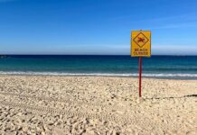 Užas na popularnoj plaži u regiji: Ženu napao morski pas dok je plivala, u kritičnom je stanju Užas na popularnoj plaži u regiji: Ženu napao morski pas dok je plivala, u kritičnom je stanju