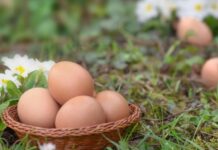 Zakopajte jaje u zemlju i iznenadićete se rezultatom: Komšiluk nije mogao da poveruje u ono što je usledilo, evo šta se dogodilo Zakopajte jaje u zemlju i iznenadićete se rezultatom: Komšiluk nije mogao da poveruje u ono što je usledilo, evo šta se dogodilo