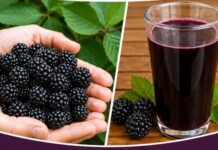 KUPIN0V0 VIN0 KA0 LIJEK..RECEPT I PRIMJENA KUPIN0V0 VIN0 KA0 LIJEK..RECEPT I PRIMJENA