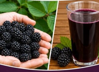 KUPIN0V0 VIN0 KA0 LIJEK..RECEPT I PRIMJENA KUPIN0V0 VIN0 KA0 LIJEK..RECEPT I PRIMJENA