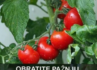 OBRATITE PAŽNJU na OVAJ dio: DOVOLJNO je samo JEDNO kako biste PREPOZNALI paradajz pun hemije OBRATITE PAŽNJU na OVAJ dio: DOVOLJNO je samo JEDNO kako biste PREPOZNALI paradajz pun hemije