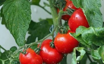OBRATITE PAŽNJU na OVAJ dio: DOVOLJNO je samo JEDNO kako biste PREPOZNALI paradajz pun hemije OBRATITE PAŽNJU na OVAJ dio: DOVOLJNO je samo JEDNO kako biste PREPOZNALI paradajz pun hemije