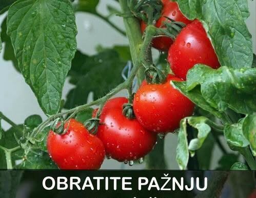 OBRATITE PAŽNJU na OVAJ dio: DOVOLJNO je samo JEDNO kako biste PREPOZNALI paradajz pun hemije OBRATITE PAŽNJU na OVAJ dio: DOVOLJNO je samo JEDNO kako biste PREPOZNALI paradajz pun hemije