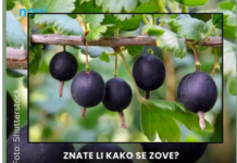 Ova neobična voćka privlači sve više pažnje: Još je rijetka kod nas, a kilogram ide i do 12 eura Ova neobična voćka privlači sve više pažnje: Još je rijetka kod nas, a kilogram ide i do 12 eura