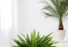 Ovih 5 sobnih biljaka ne samo da izgledaju lepo i lako se održavaju: Već rashlađuju vaš dom poput ventilatora Ovih 5 sobnih biljaka ne samo da izgledaju lepo i lako se održavaju: Već rashlađuju vaš dom poput ventilatora