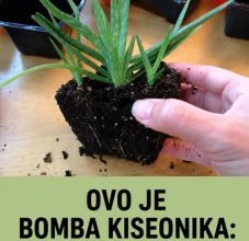OVO JE BOMBA KISEONIKA: Kad ubacite ovu biljku, izbacićete sve otrove iz doma OVO JE BOMBA KISEONIKA: Kad ubacite ovu biljku, izbacićete sve otrove iz doma