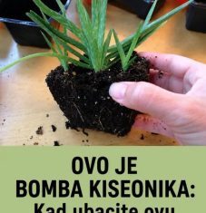 OVO JE BOMBA KISEONIKA: Kad ubacite ovu biljku, izbacićete sve otrove iz doma OVO JE BOMBA KISEONIKA: Kad ubacite ovu biljku, izbacićete sve otrove iz doma