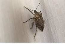 SMRDIBUBE SE UŽASNO PLAŠE JEDNE STVARI: Samo stavite ovo i BJEŽAT ĆE OD VAŠE KUĆE SMRDIBUBE SE UŽASNO PLAŠE JEDNE STVARI: Samo stavite ovo i BJEŽAT ĆE OD VAŠE KUĆE
