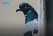 Šta znači ako vam ptica uleti u kuću ili udari u prozor: Odgovor vam se sigurno neće dopasti Šta znači ako vam ptica uleti u kuću ili udari u prozor: Odgovor vam se sigurno neće dopasti