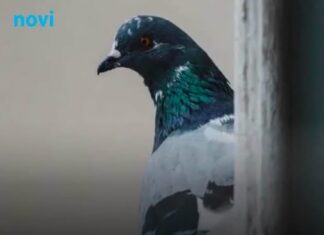 Šta znači ako vam ptica uleti u kuću ili udari u prozor: Odgovor vam se sigurno neće dopasti Šta znači ako vam ptica uleti u kuću ili udari u prozor: Odgovor vam se sigurno neće dopasti