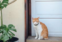 Ukoliko mačka uradi ovu 1 stvar znači da su lepe vesti na putu: Verovanje od davniva kaže da vam stiže novac ili željeni gost Ukoliko mačka uradi ovu 1 stvar znači da su lepe vesti na putu: Verovanje od davniva kaže da vam stiže novac ili željeni gost