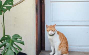 Ukoliko mačka uradi ovu 1 stvar znači da su lepe vesti na putu: Verovanje od davniva kaže da vam stiže novac ili željeni gost Ukoliko mačka uradi ovu 1 stvar znači da su lepe vesti na putu: Verovanje od davniva kaže da vam stiže novac ili željeni gost