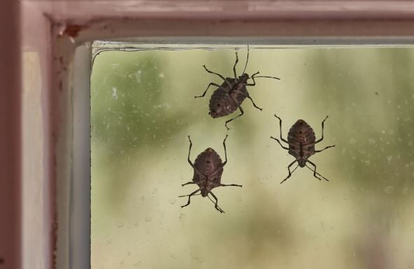 Uz ovaj jednostavan trik rešićete se smrdibuba za sva vremena Uz ovaj jednostavan trik rešićete se smrdibuba za sva vremena