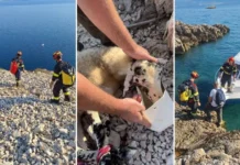 Akcija koja je na Krku ganula sve: Vatrogasci po ekstremnoj vrućini spasili ovcu s opasne stijene Akcija koja je na Krku ganula sve: Vatrogasci po ekstremnoj vrućini spasili ovcu s opasne stijene