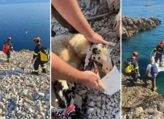 Akcija koja je na Krku ganula sve: Vatrogasci po ekstremnoj vrućini spasili ovcu s opasne stijene Akcija koja je na Krku ganula sve: Vatrogasci po ekstremnoj vrućini spasili ovcu s opasne stijene