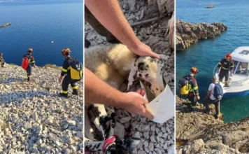 Akcija koja je na Krku ganula sve: Vatrogasci po ekstremnoj vrućini spasili ovcu s opasne stijene Akcija koja je na Krku ganula sve: Vatrogasci po ekstremnoj vrućini spasili ovcu s opasne stijene
