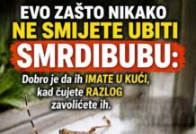 EVO ZAŠTO NIKAKO NE SMIJETE UBITI SMRDIBUBU: Dobro je da ih IMATE U KUĆI, kad čujete RAZLOG zavolićete ih EVO ZAŠTO NIKAKO NE SMIJETE UBITI SMRDIBUBU: Dobro je da ih IMATE U KUĆI, kad čujete RAZLOG zavolićete ih