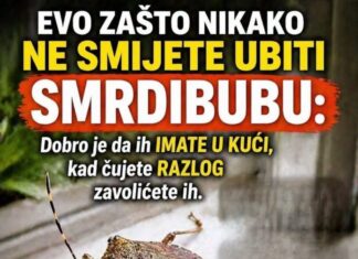 EVO ZAŠTO NIKAKO NE SMIJETE UBITI SMRDIBUBU: Dobro je da ih IMATE U KUĆI, kad čujete RAZLOG zavolićete ih EVO ZAŠTO NIKAKO NE SMIJETE UBITI SMRDIBUBU: Dobro je da ih IMATE U KUĆI, kad čujete RAZLOG zavolićete ih