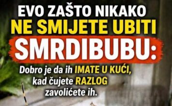 EVO ZAŠTO NIKAKO NE SMIJETE UBITI SMRDIBUBU: Dobro je da ih IMATE U KUĆI, kad čujete RAZLOG zavolićete ih EVO ZAŠTO NIKAKO NE SMIJETE UBITI SMRDIBUBU: Dobro je da ih IMATE U KUĆI, kad čujete RAZLOG zavolićete ih