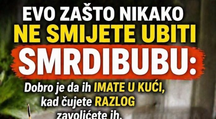 EVO ZAŠTO NIKAKO NE SMIJETE UBITI SMRDIBUBU: Dobro je da ih IMATE U KUĆI, kad čujete RAZLOG zavolićete ih EVO ZAŠTO NIKAKO NE SMIJETE UBITI SMRDIBUBU: Dobro je da ih IMATE U KUĆI, kad čujete RAZLOG zavolićete ih