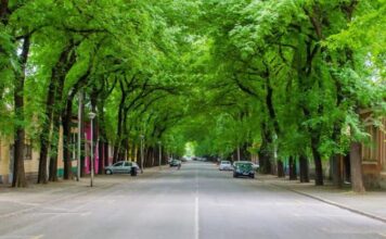 Jedna od najlepših ulica na svetu nalazi se u Srbiji: Mali gradić na severu krije lepotu kojoj se ceo svet divi Jedna od najlepših ulica na svetu nalazi se u Srbiji: Mali gradić na severu krije lepotu kojoj se ceo svet divi