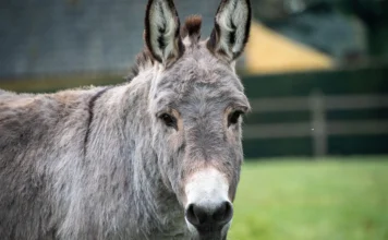 Magarac uskočio u kombi u Njemačkoj pa ujedao ljude Magarac uskočio u kombi u Njemačkoj pa ujedao ljude