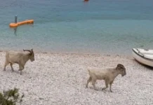 Neobičan prizor na Visu: Stado koza divljalo na plaži Neobičan prizor na Visu: Stado koza divljalo na plaži