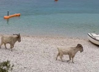 Neobičan prizor na Visu: Stado koza divljalo na plaži Neobičan prizor na Visu: Stado koza divljalo na plaži
