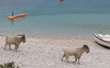 Neobičan prizor na Visu: Stado koza divljalo na plaži Neobičan prizor na Visu: Stado koza divljalo na plaži